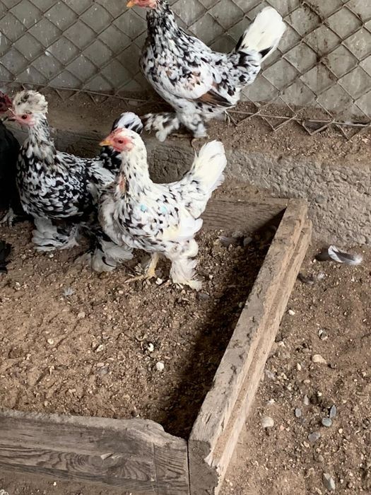 Японские карликовые