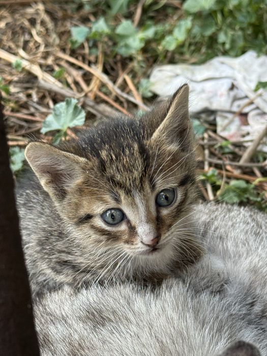 Котята в поисках дома
