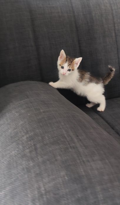 Pisicuta pentru adoptie