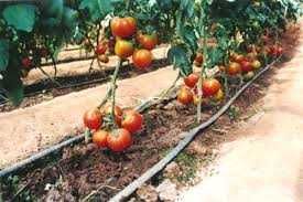 Tub Furtun Picurare Sera Gradina Rola 50m/l Duze in 30cm LivratGRATUIT