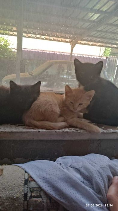 Отдам котят бесплатно