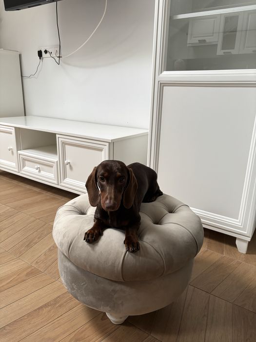 Femela tekel standard maro cu pete de foc( ciocolata )pedigree FCI