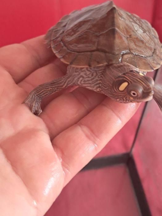 Vand broasca testoasa