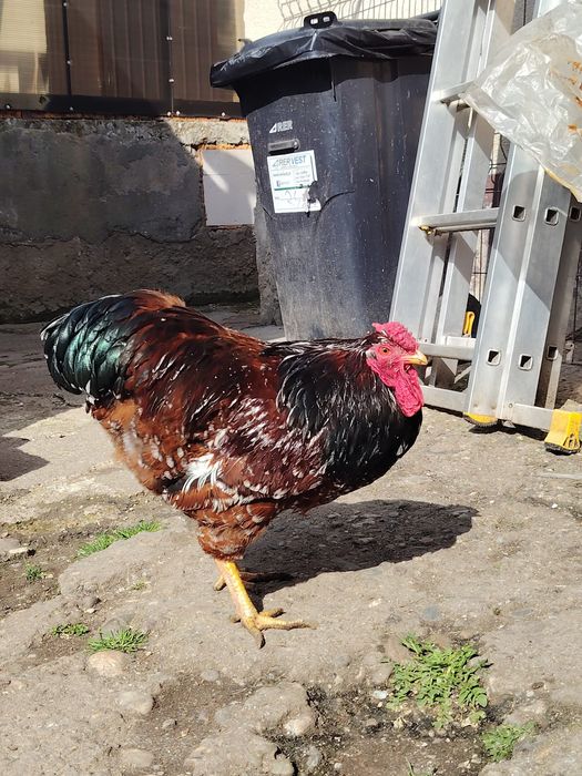 Cocoș wyandotte portelan