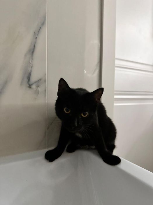 Котенок бесплатно