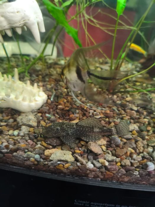 Анциструсы пара.. Рабочая.