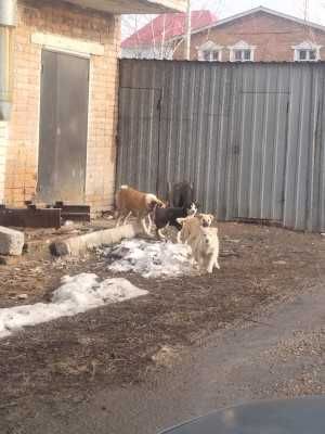 Помогите обрести дом!