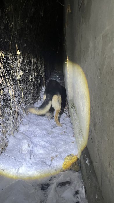 Немецкая авчарка