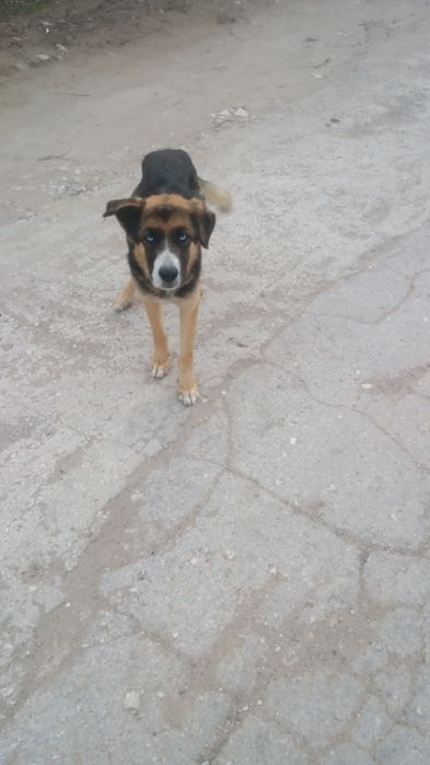 Това е деси  тя си търси дом