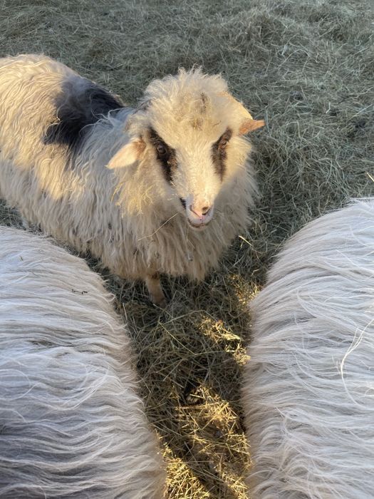 De vanzare oi si miei