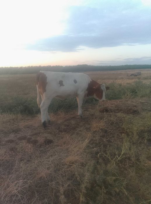 Vând vițea in vârstă de 6 luni