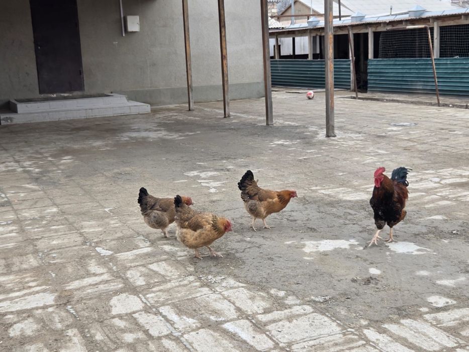 Тауыктар сатылады