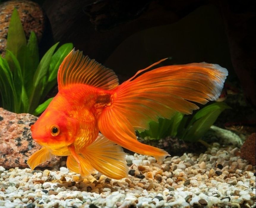 Аквариумные рыбки и растения