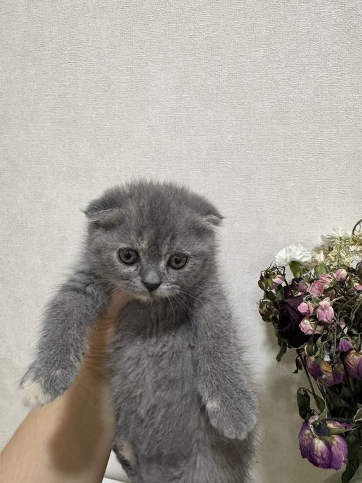 Продаются британские котята от породистых родителей