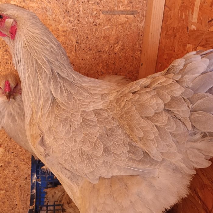 Vand gaini  brahma  și oua incubat