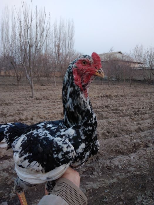 Miramir xoroz sotladi