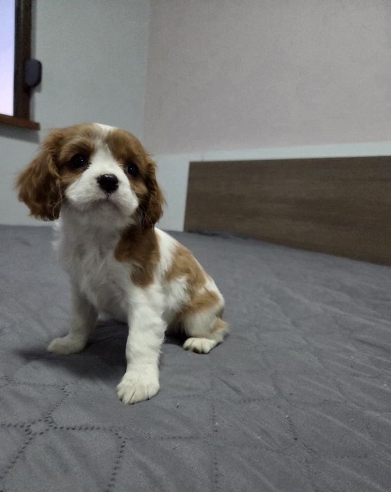 Кавалер Кинг Чарлз Шпаньол