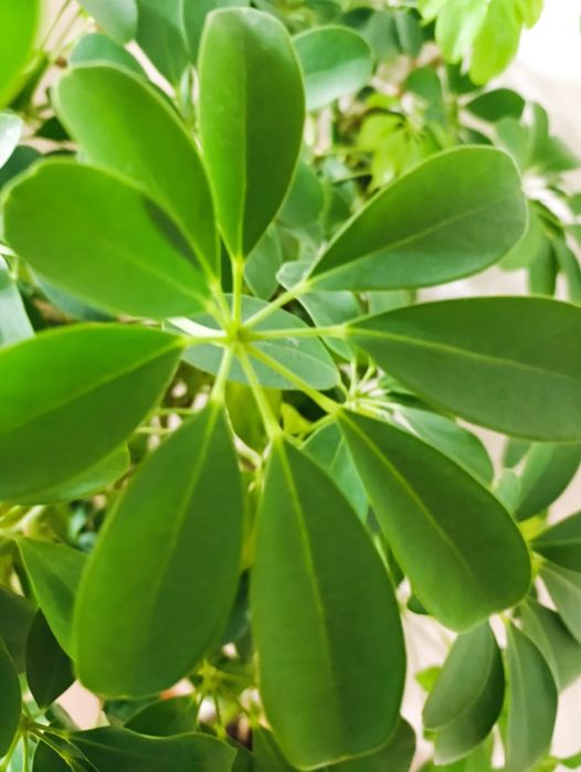 Продается комнатное растение