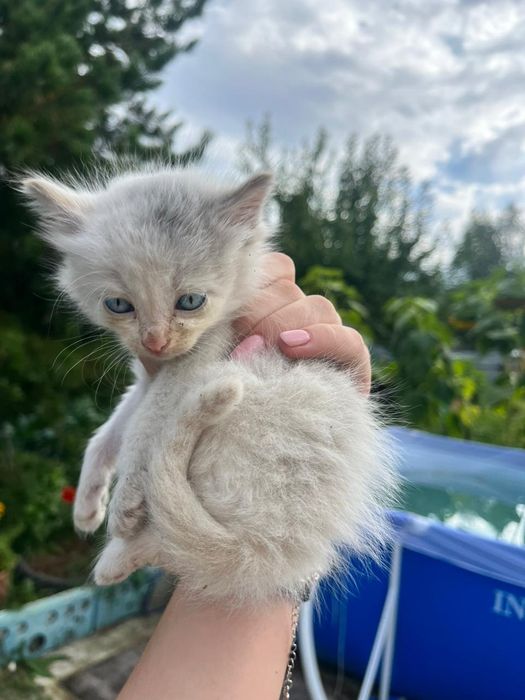 Отдам котят два мальчика