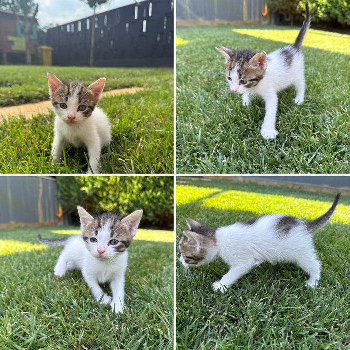 Pisicute spre adoptie