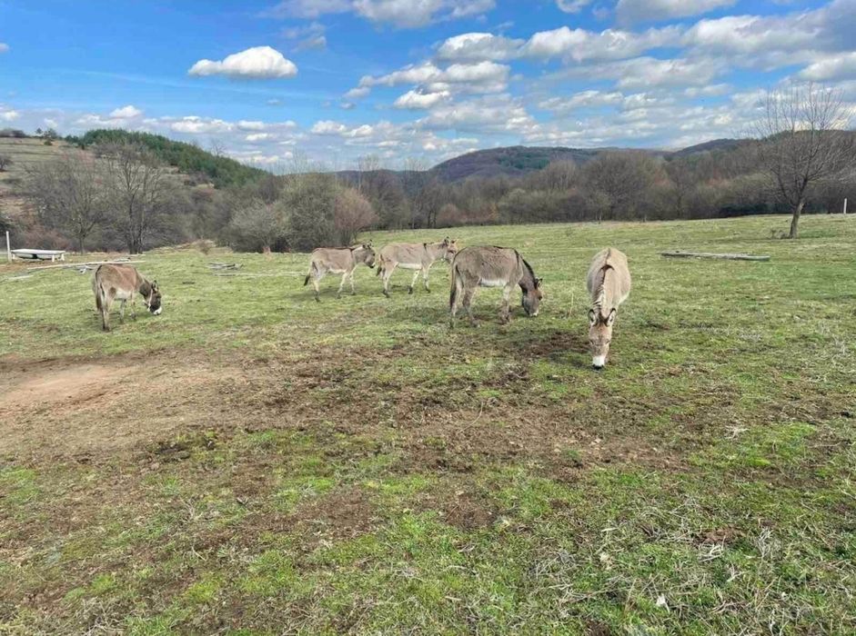 Магарешко мляко 20лв