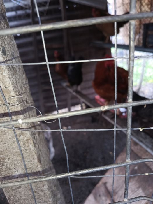 Oua pentru incubat araucana și austrolop albastru