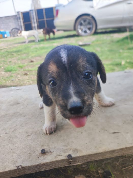 Охотничьи щенки полу Курцхаар даром