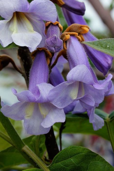 Butasi Paulownia- arborele prințesei- Shantong sau tomentosa