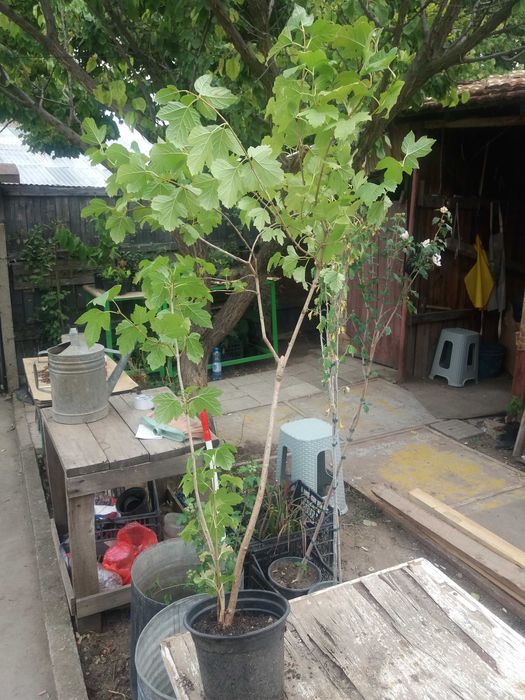 Офика - Sorbus aucuparia,Червена калина viburnum opulus и Жълта калина