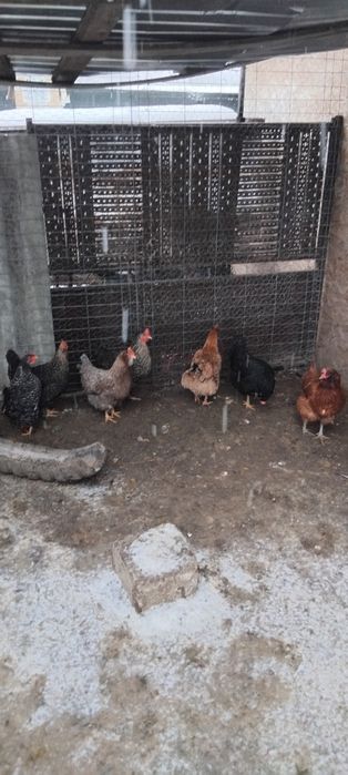 7 găini românești tinere