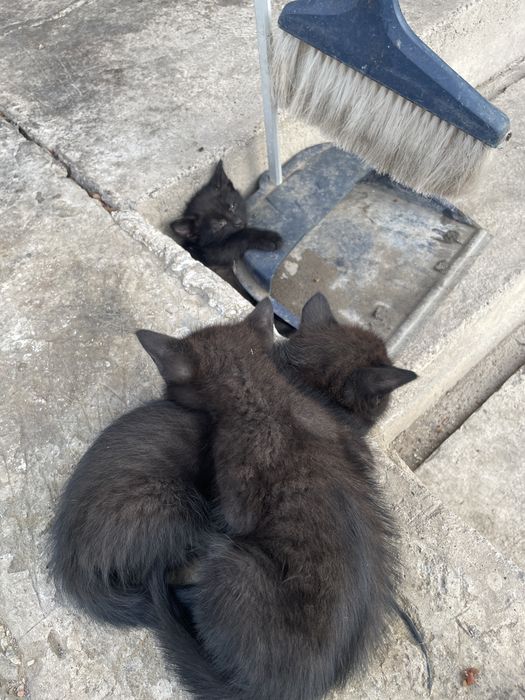 Котята, мальчики
