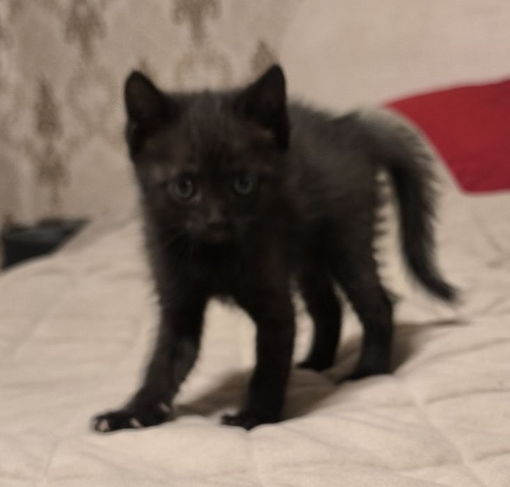 Отдам бесплатно кошечку