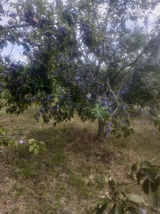 Vand prune anaspet!
