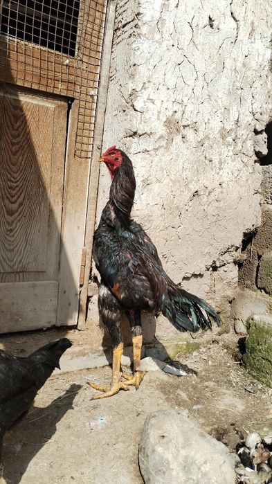 Февраль охри Марти бошида чкан бекорчи хч поло клнмаган