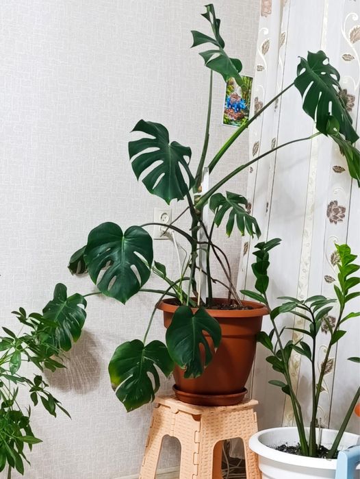 продам цветы, каждый цветок 5 тысяч