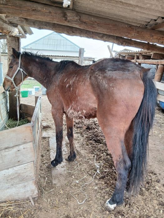 Кысыр бие сатылады