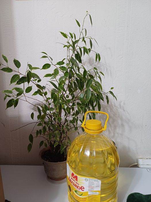 Продам фикус комнатный цветок