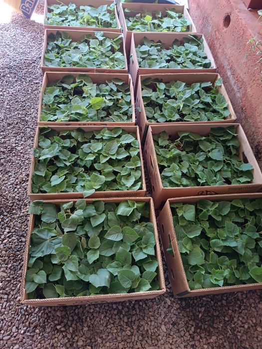 Pavloniya nixolllari sotiladi Juda arzon narxlarda