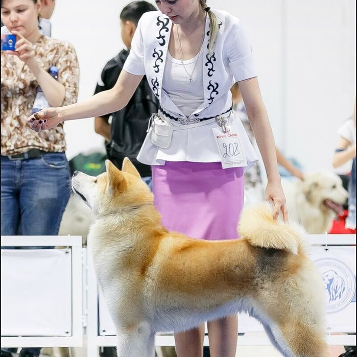 Кобель японской акиты ину