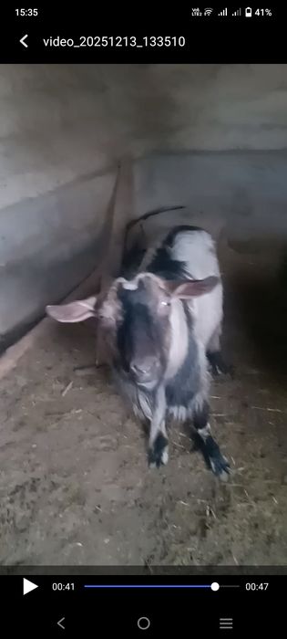 Семіз теке,байланған