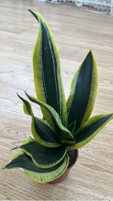 Комнатные растения