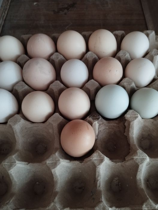 Дакан товуклари ва тухумлари сотиладии