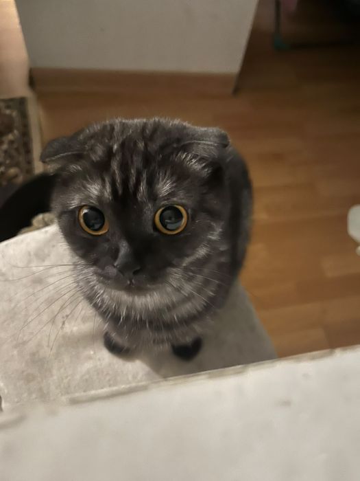 Шотландская кошка
