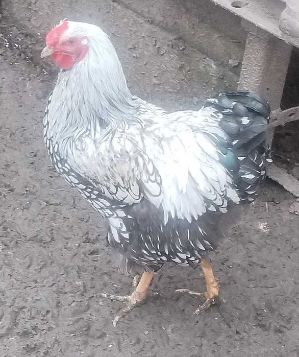 Wiandot cocoși tineri