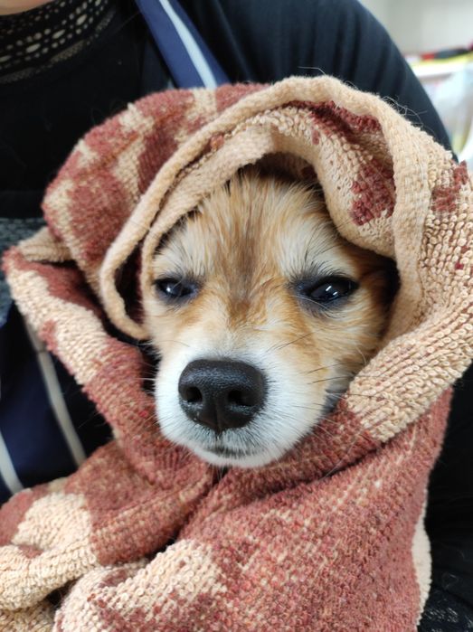 ЗооФамилия Професионален груминг, подстригване и къпане на кучета