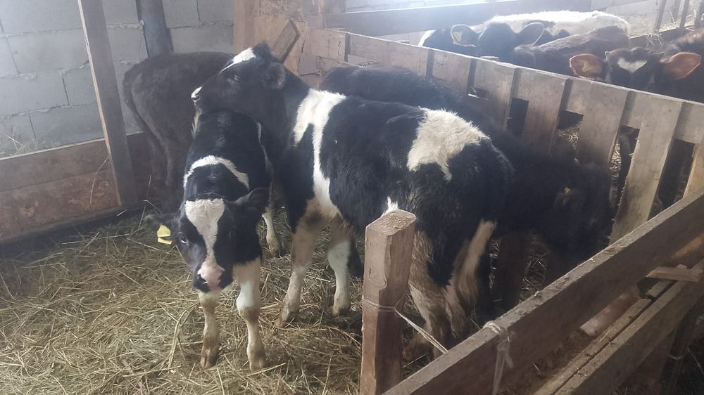 Срочно продам бычков 6 галов