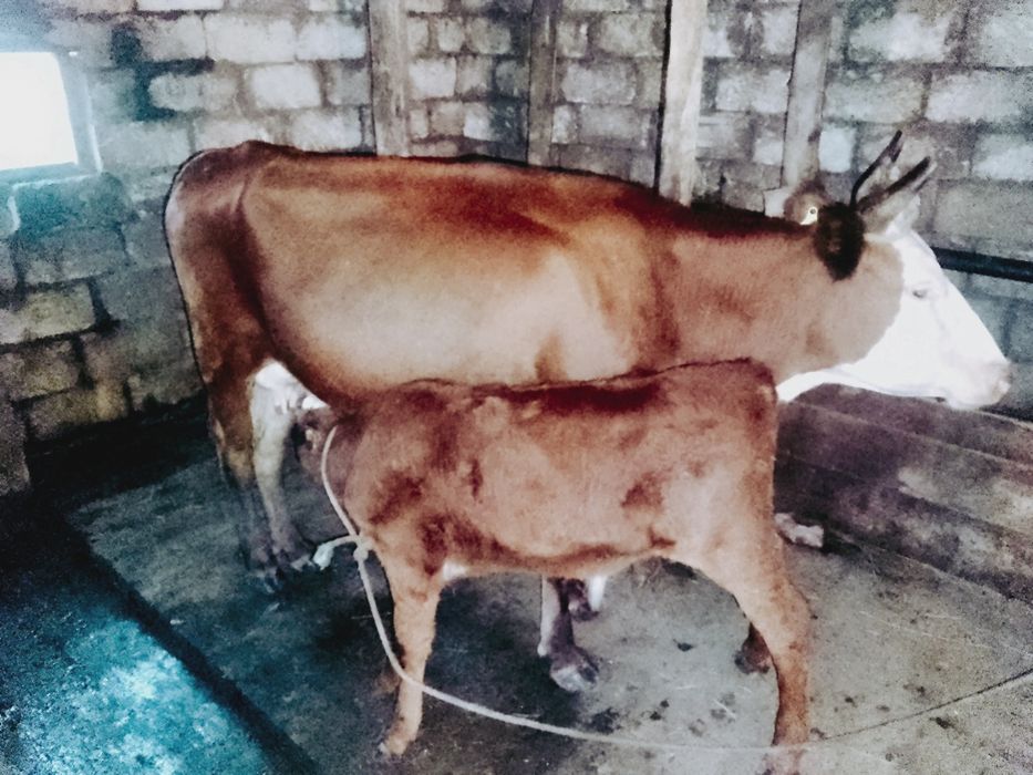 Продам корову молочные
