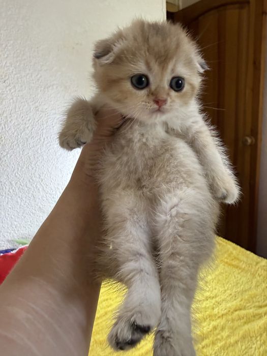 Котята по супер цене