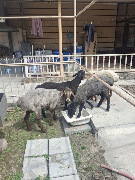 Қошқарлар сатылымда