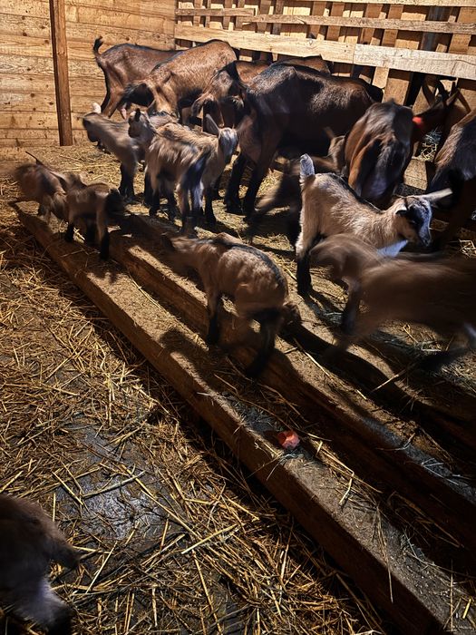 Vand iezi capre alpine foarte bune de lapte